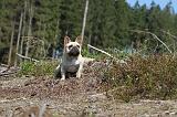 BOULEDOGUE FRANCAIS 101